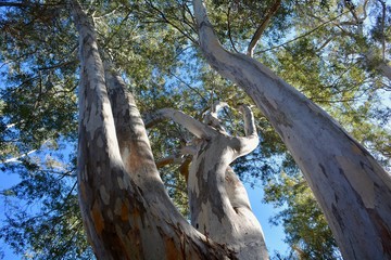 Eucalyptus Eucalypt Gum Tree Canopy © Teressa L. Jackson