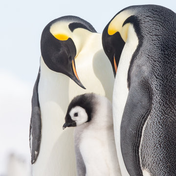 Emperor penguin colony, adults and chicks, Snow Hill, Antarctica