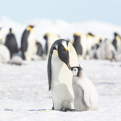 Emperor penguin colony adults and chicks, Snow Hill, Antarctica © Sam