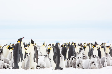 Emperor penguin colony adults and chicks, Snow Hill, Antarctica © Sam
