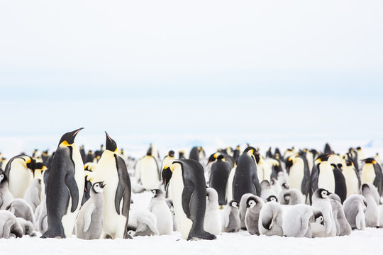 Emperor penguin colony adults and chicks, Snow Hill, Antarctica