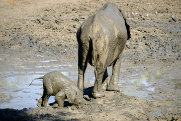 Elephant in Mana Pools National Park, Zimbabwe