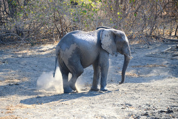 Fototapeta na wymiar Elephant in Mana Pools National Park, Zimbabwe