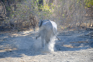 Elephant in Mana Pools National Park, Zimbabwe