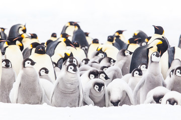 Emperor penguin colony adults and chicks, Snow Hill, Antarctica © Sam