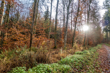 Herbst im Mischwald