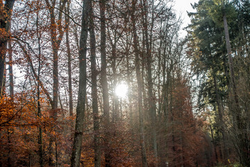 Herbst im Mischwald