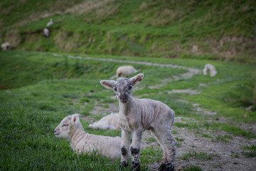 Lamm