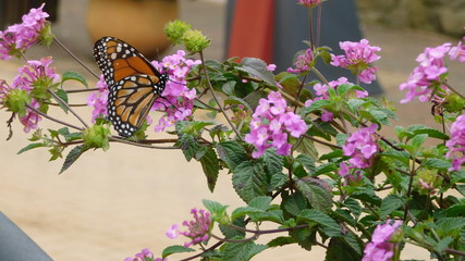 Borboleta