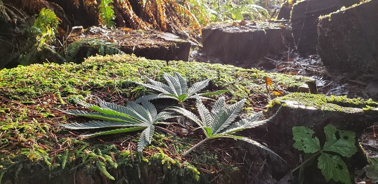 Cannabis Leaves in a Rainforest Shower_3