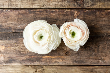 persian buttercup flower on a wooden grungy background
