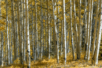 Colorado Aspens in Fall