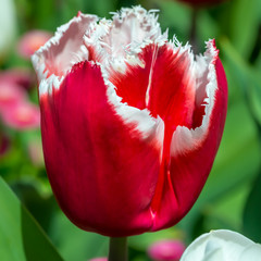 Red and White Frilly Tulip