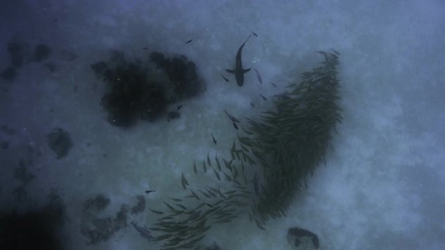Gray reefshark tracks schooling fishes, Palau