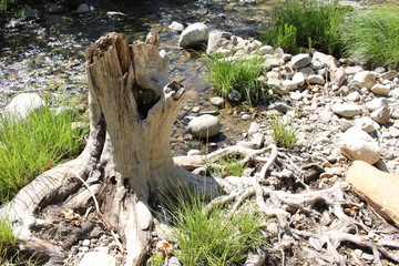 tree trunk on river