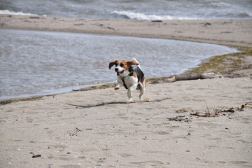 cute beagle on the beach