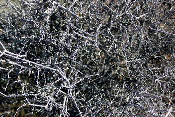 Grey dead dry bush texture frost in the desert backdrop
