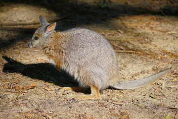 Fototapeta premium Australian wallaby kangaroo at a park in Perth, Australia