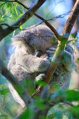 A koala sleeping on a eucalyptus gum tree in Australia