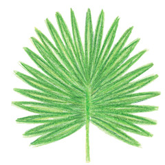 Big watercolor pencils hand drawn illustration of big green palm tropic leaf isolated on white background. Template for textile, clothes, dishes, ornaments, wrapping paper.