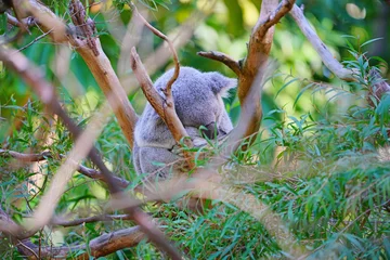 Keuken spatwand met foto A koala sleeping on a eucalyptus gum tree in Australia © eqroy