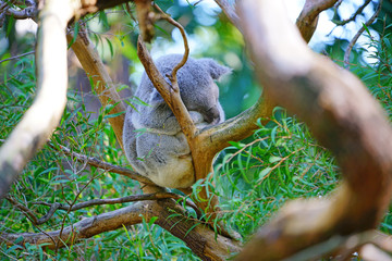 A koala sleeping on a eucalyptus gum tree in Australia