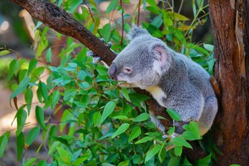 A koala on an eucalyptus gum tree in Australia