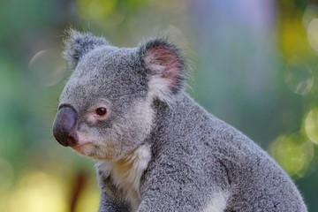 A koala on an eucalyptus gum tree in Australia