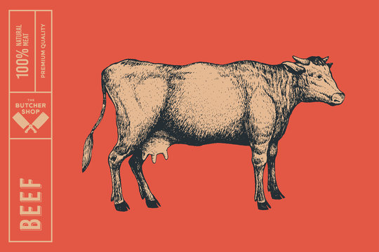 Graphic hand-drawn cow on a red background. Retro engraving with farm animal for menu restaurants, for packaging in markets and shops. Vector vintage illustrations.