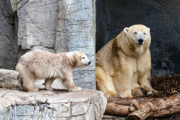 Polar Bear Mom and Cub in zoo