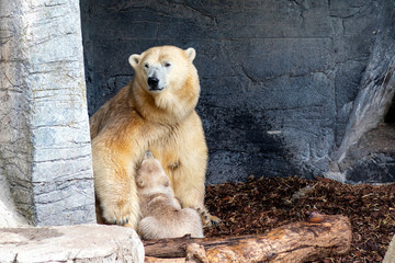 Polar Bear Mom and Cub in zoo