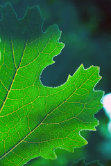 Close up shot of a leaf