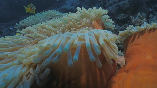Slow motion shot of Sea Anemone, Red Sea