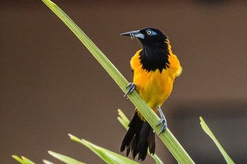 Venezuelan Troupial on a Palm Leaf