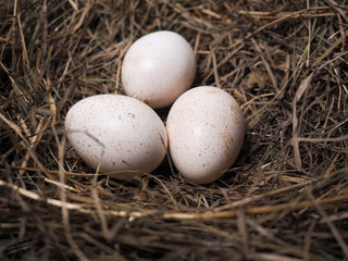 Large poultry eggs lie in the hay
