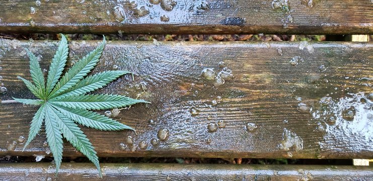 Cannabis Leaf on Wet Barnwood_Header 4