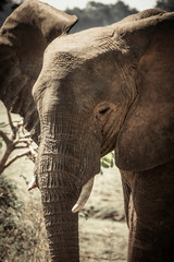 African elephant close up portrait