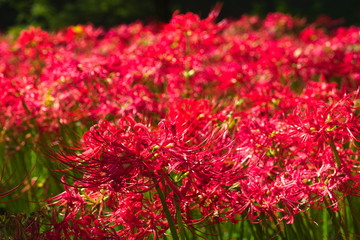 red flowers in garden