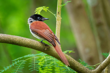 Seychelles paradise flycatcher - Terpsiphone corvina rare bird from Terpsiphone within the family Monarchidae, forest-dwelling bird endemic to the Seychelles island of La Digue