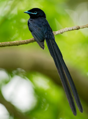 Seychelles paradise flycatcher - Terpsiphone corvina rare bird from Terpsiphone within the family Monarchidae, forest-dwelling bird endemic to the Seychelles island of La Digue