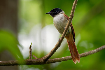 Seychelles paradise flycatcher - Terpsiphone corvina rare bird from Terpsiphone within the family Monarchidae, forest-dwelling bird endemic to the Seychelles island of La Digue
