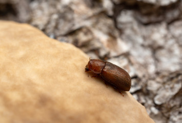 Cis, tree-fungus beetle on mushroom growing on deciduous wood