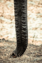 Fototapeta na wymiar African elephant trunk