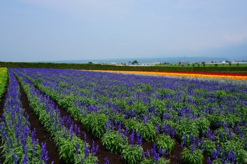 Fototapeta premium the landscape of furano in hokkaido, Japan
