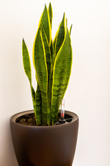Snake plant in a brown pot