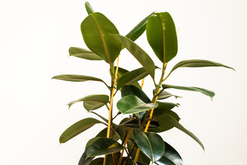 Ficus elastica in indoor setting