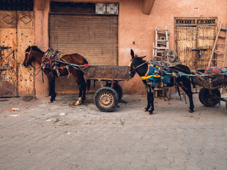 Esel und Pferd auf den Straßen von Marrakech