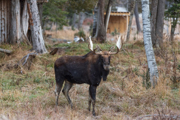 A lone large male moose