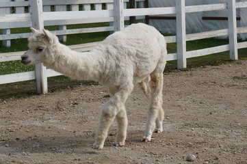 alpaca park in hokkaido