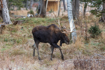 A lone large male moose